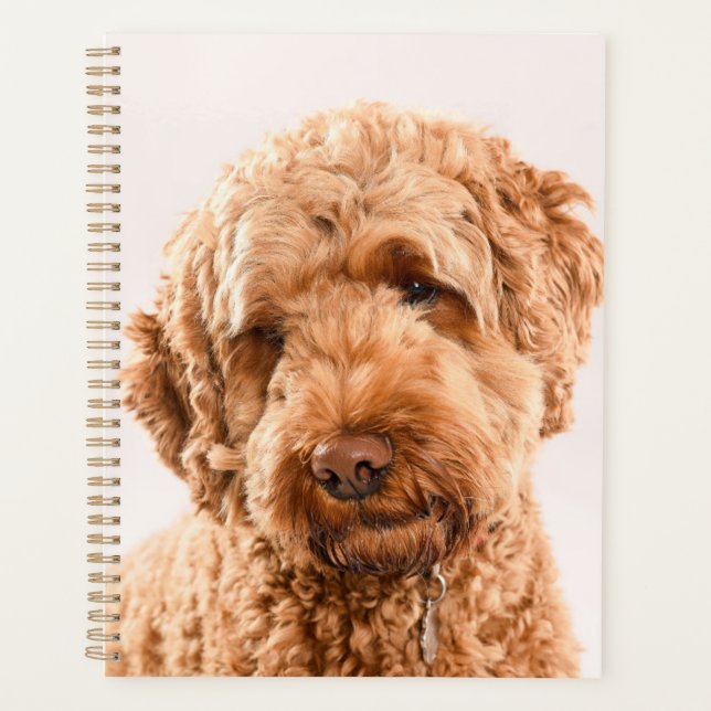 Agenda Retrato do Goldendoodle Studio (Frente)