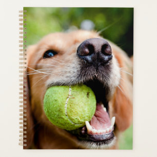 Agenda Retriever de ouro com esfera