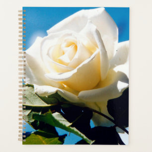 Agenda Rosa branca sob o céu azul