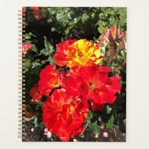 Agenda Rosas Vermelhas e Amarelas, Portland, Oregon