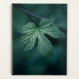 Agenda Salto Humulus Leaf Nature Foto
