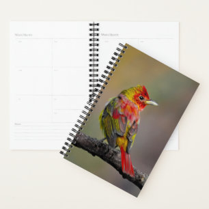 Agenda Scarlet Tanager Molting - Fotografia original