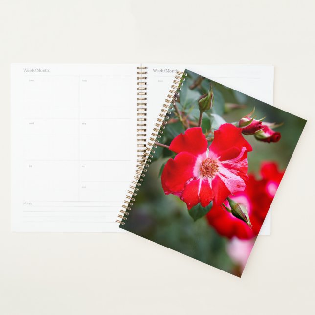 Agenda Shrub de 4 de julho (Exibição)