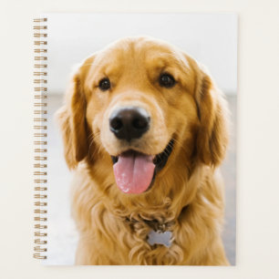 Agenda Sorriso de ouro
