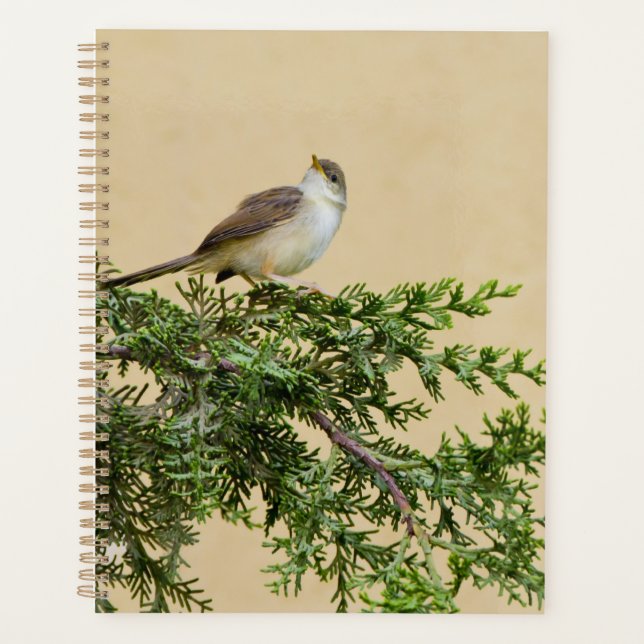 Agenda Sparrow (Frente)