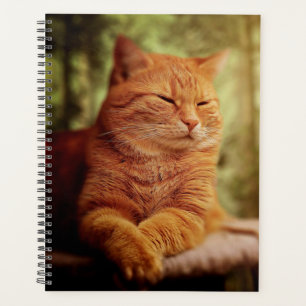 Agenda Tabby