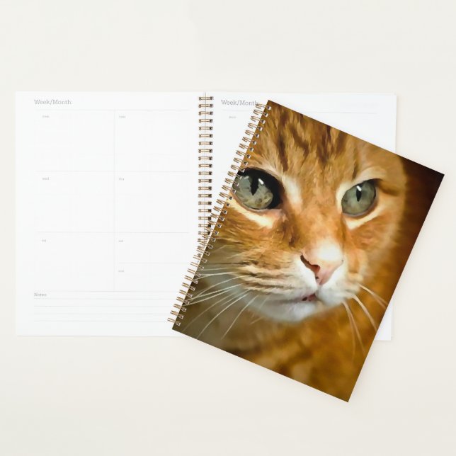 Agenda Tabby Ginger Adorável Posicionando Retrato Pet (Exibição)