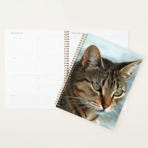 Agenda Tabby impressionante Cat CloseUp Retrato Artístico