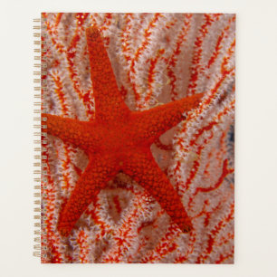 Agenda Tailândia, Estrela do Mar
