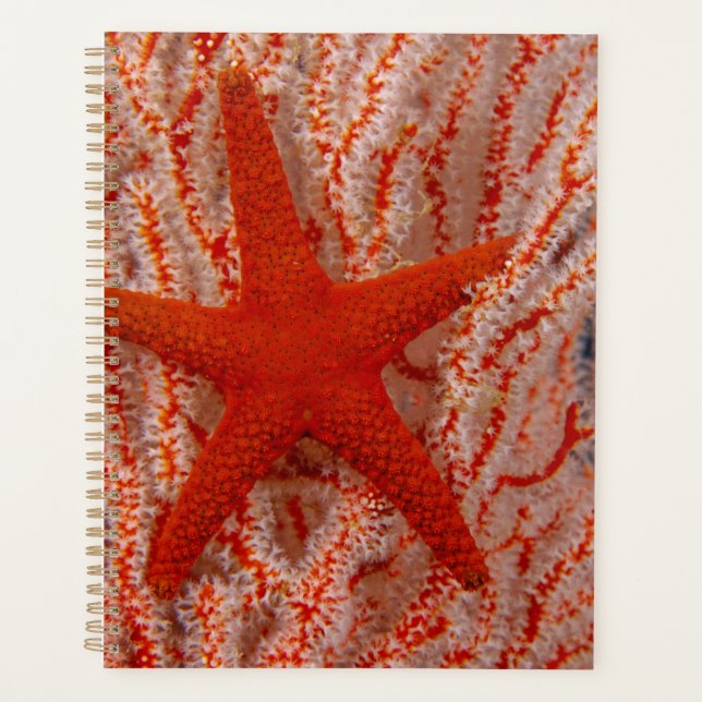 Agenda Tailândia, Estrela do Mar (Frente)