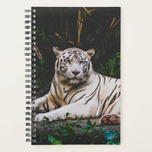 Agenda Tigre