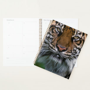 Agenda Tigre Cabeça e Face