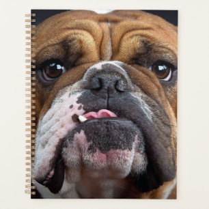 Agenda Travesseiro decorativo Inglês Bulldog