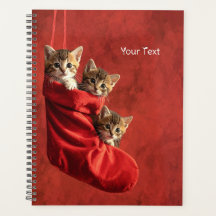 Três gatinhos numa meia de Natal