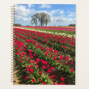 Agenda Tulip Field com Kite, Oregon