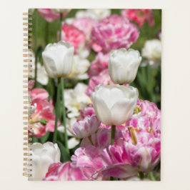 Agenda Tulipas brancas e cor-de-rosa brilhantes num dia e