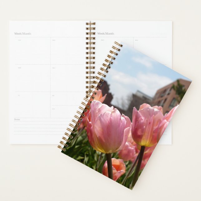 Agenda Tulipas cor-de-rosa em Boston (Exibição)
