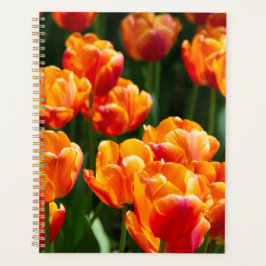 Agenda Tulipas laranja brilhante no parque
