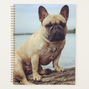 Agenda Um Buldogue Francês
