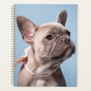 Agenda Um Cachorro Francês