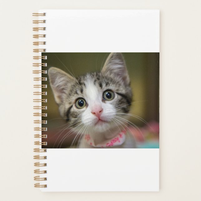 Agenda Um gatinho bonito com olhos verdes (Frente)