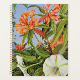 Agenda Um Javan Rhododendrum e Ipomoea