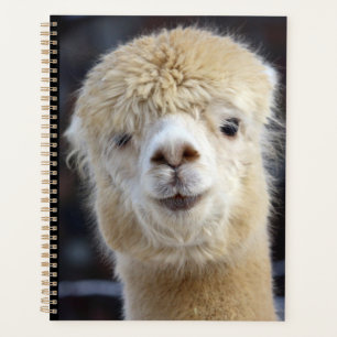 Agenda Um rosto fofo de uma alpaca