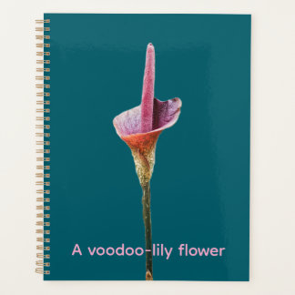 Agenda Uma flor de lírio-voodoo