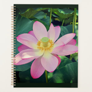 Agenda Uma flor de lótus vibrante