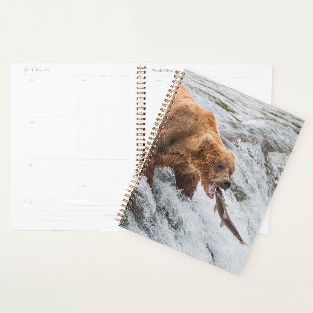 Agenda Urso Pardo Pega Salmão Vermelho (Exibição)