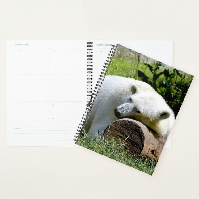 Agenda Urso Polar (Exibição)