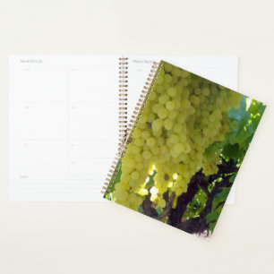 Agenda Uvas Sultana Numa Vinha De Uva,