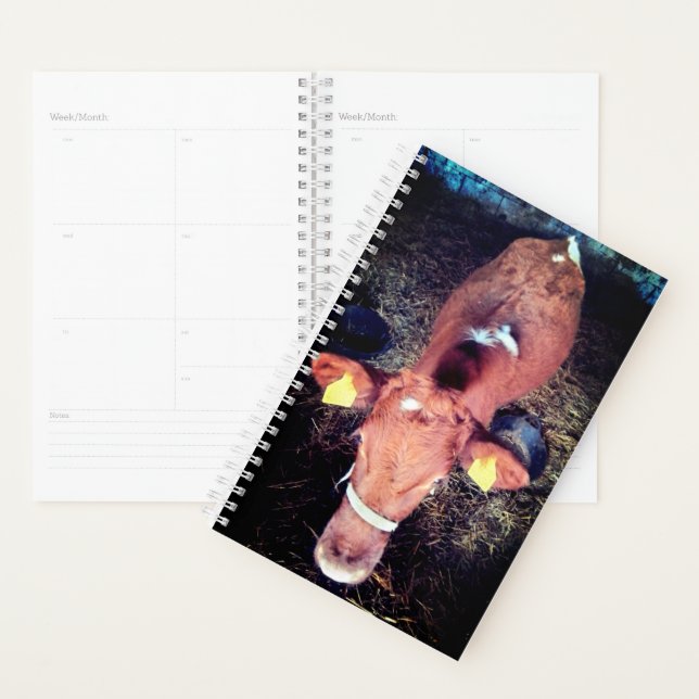 Agenda Vaca castanha (Exibição)