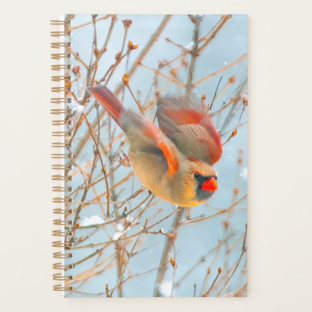 Agenda Voo Cardinal do norte - Fotografia Original (Frente)
