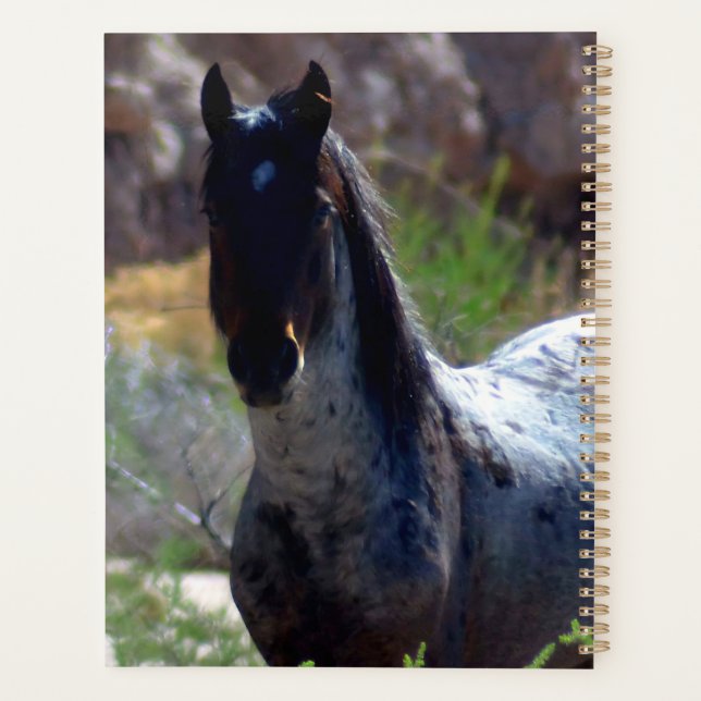 Agenda Wild Stallion in Utah (Verso)