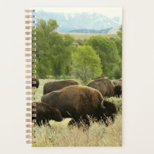 Agenda Wyoming Bison Nature