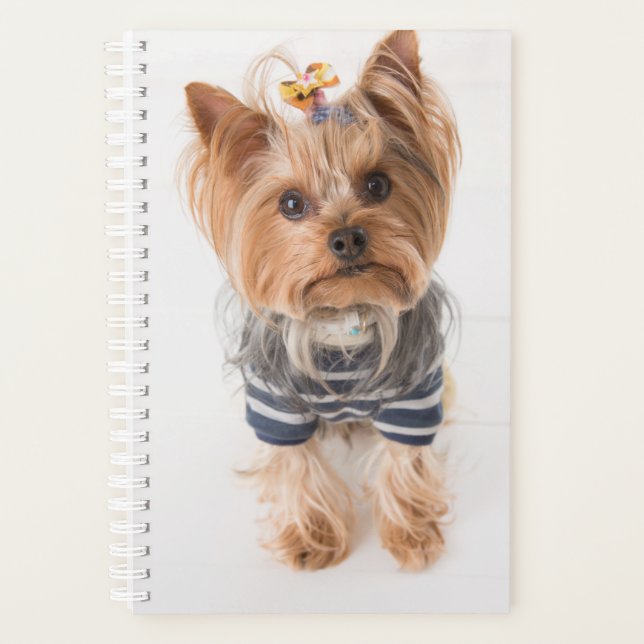 Agenda yorkie-in sweater (Frente)