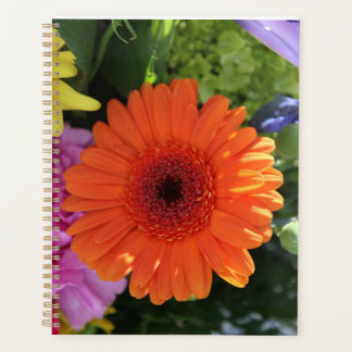 Agenda Zinnia