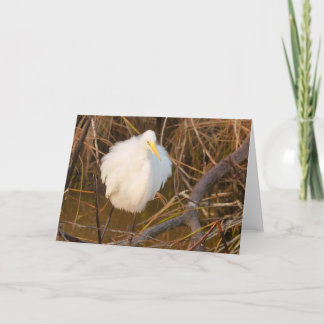 Agradecimento A natureza inspirou o cartão de ocasião Snowy Egre