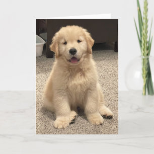 Agradecimento Cartão de Aniversário de Archie