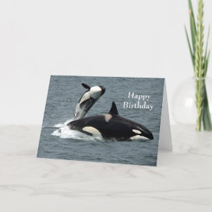 Agradecimento Cartão de Aniversário de Foto Orca da Baleia-Assas