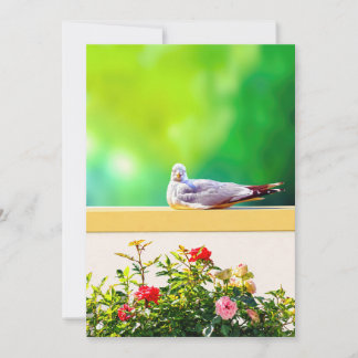 Agradecimento Cartão de Fotografia de Gaivota, Presente de Natur
