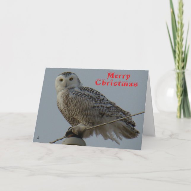 Agradecimento Cartão de Natal da Coruja da Neve B38 (Frente)