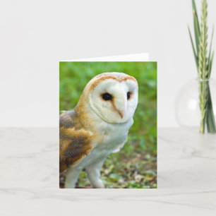 Agradecimento Cartão de Saudação Barn Owl