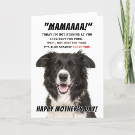 Agradecimento Cartão de saudação de Borda Collie