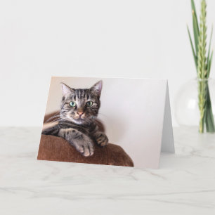 Agradecimento Cartão de saudação do gato malhado cinza descansan
