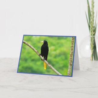 Agradecimento Cartão de Saudação Dobrado de Oropendola