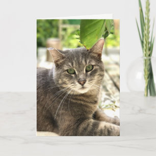 Agradecimento Cartão de Saudação Feliz para Gatos