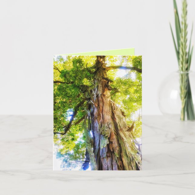 Agradecimento Cartão de Saudação Shagbark Hickory (Frente)