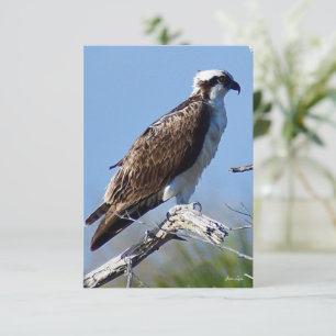 Agradecimento Cartão Osprey Cartão com nota de natureza